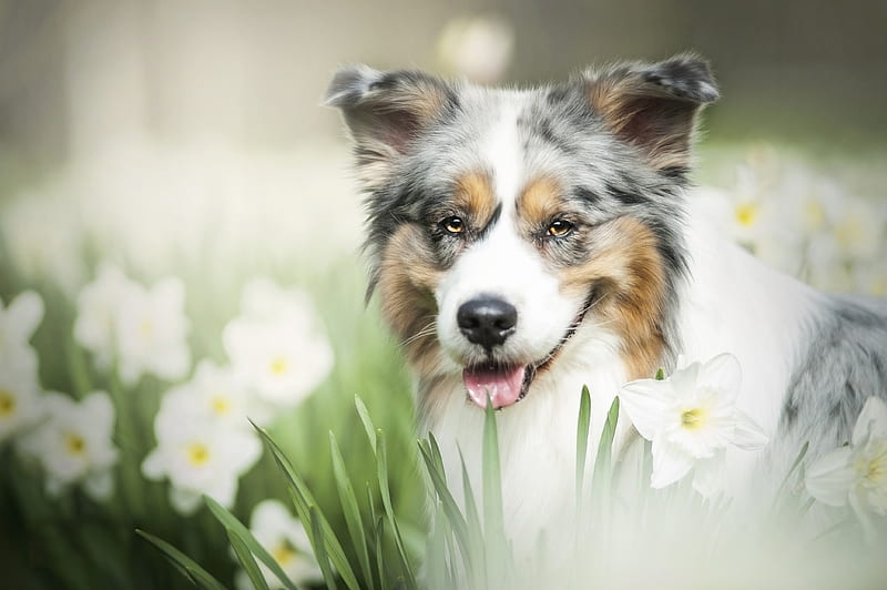 Dogs, Australian Shepherd, Daffodil, Dog, Pet, White Flower, HD wallpaper