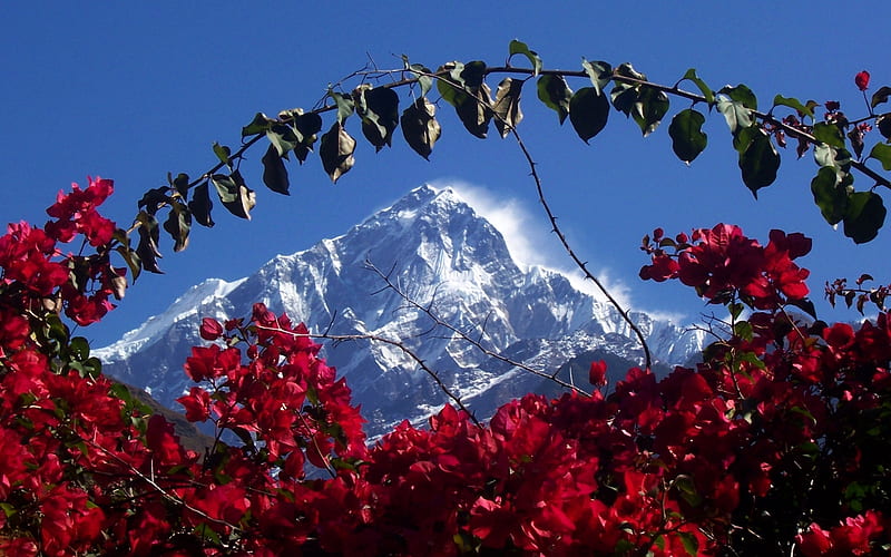 Himalaya in Nepal, zen, religious, spiritual, mountain, nice, flowers, beauty, mystical, himalayas, , wind, sky, forces of nature, trees, cool, snow, mountains, himalaya, awesome, great, white, red, dreamy, bonito, cold mystic, graphy, calming, hot, light, blue, gorgeous, tranquility, amazing, romantic, india, peace, spirit, nepal, tree, flower, peaceful, nature, HD wallpaper