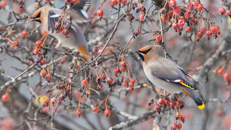 Bohemian Waxwing Birds Are Standing On Red Plum Tree Branches Birds, HD wallpaper