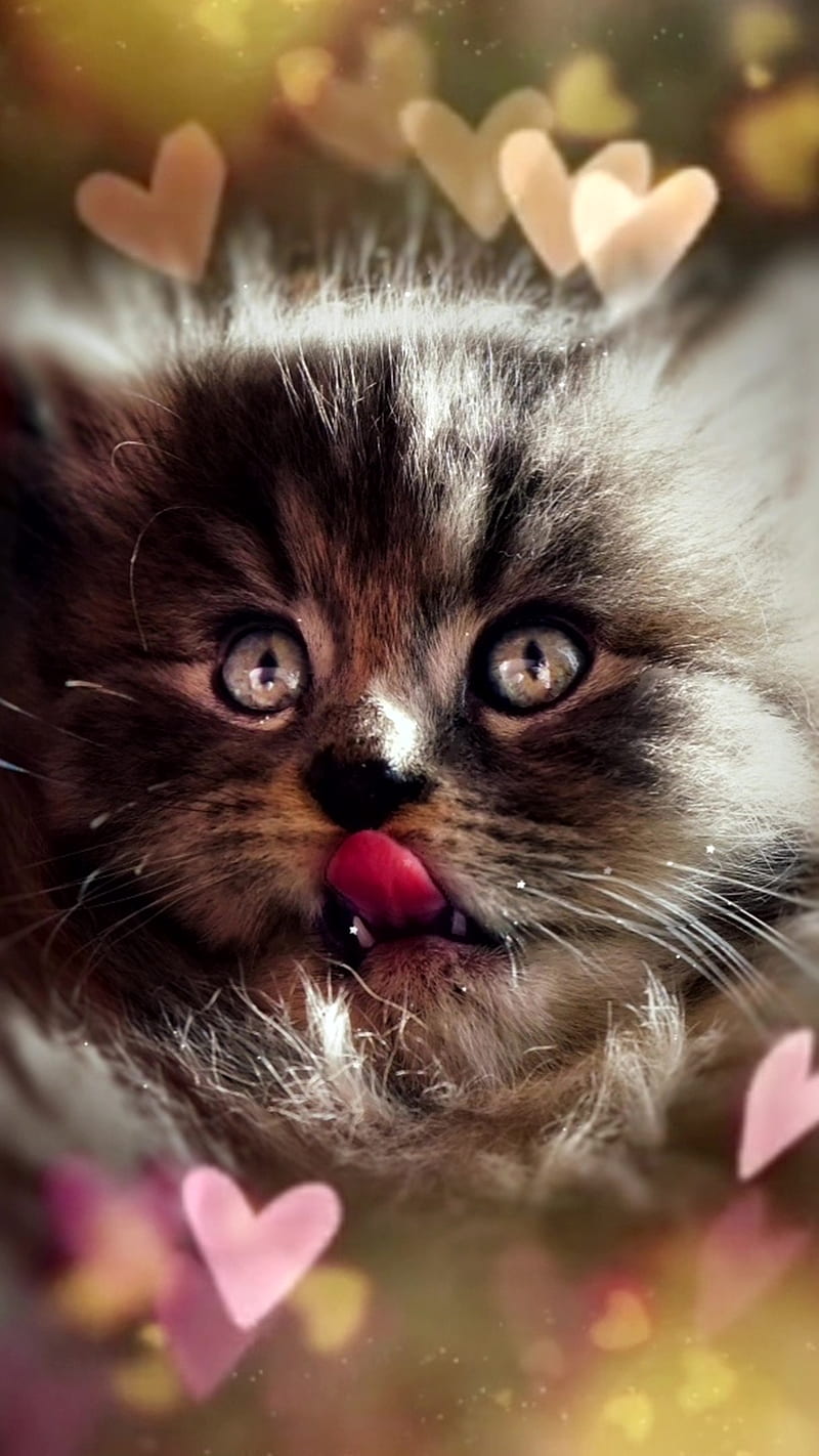 Cute Kitten, Kitty, animal, baby, cat, feline, heart, tongue, HD mobile ...