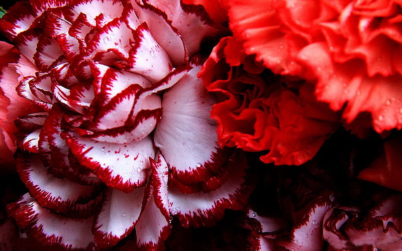 Carnation Wallpaper Images - Free Download on Freepik