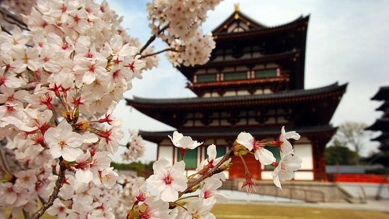 Temple in Japan, Temple, japan, blossom, 1920x1080, cherry, HD wallpaper