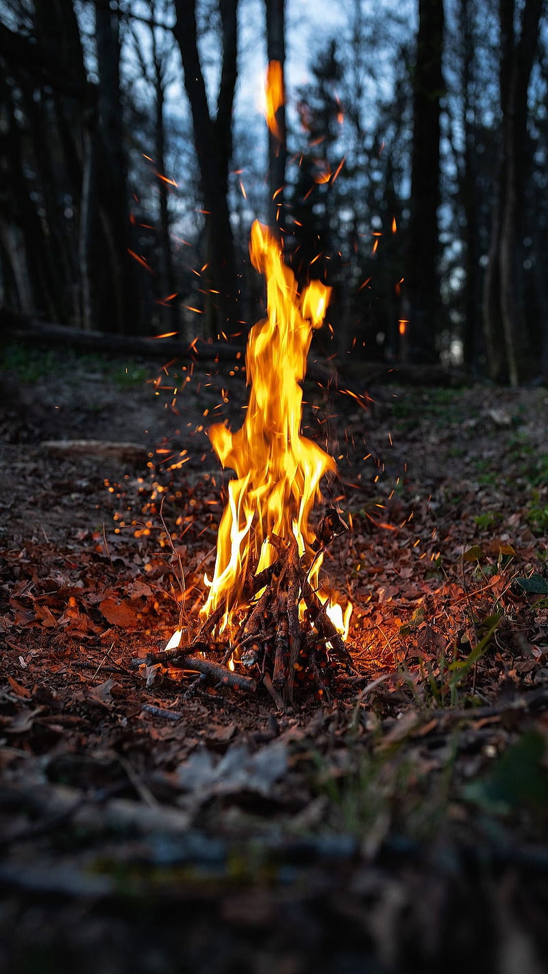 Fire Burning Forest Nature Woods Flame Camp Hd Phone Wallpaper Peakpx