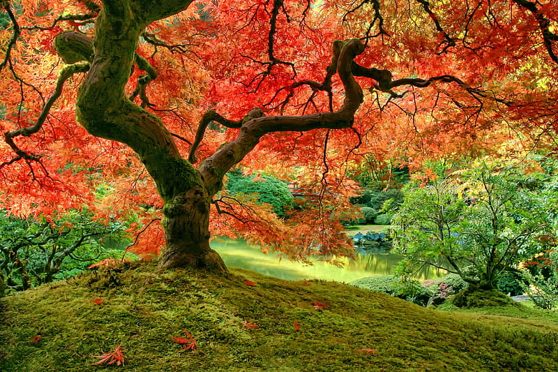 Japanese maple, tree, autumn, maple, park, bonito, fall, forest, foliage, Lapanese, branches, HD wallpaper