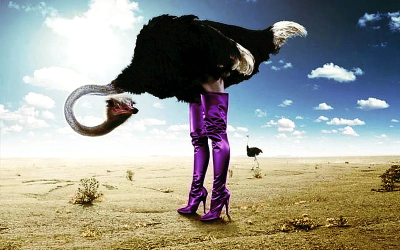 Sexy ostrich :D, desert, purple, boots, sexy ostrich, sky, HD wallpaper