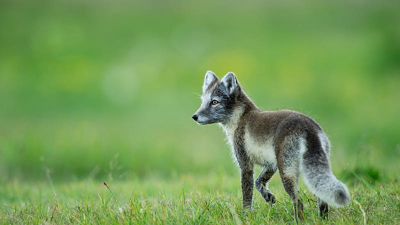 Little Grey Fox, cute, little, fox, grass, wanderer, HD wallpaper