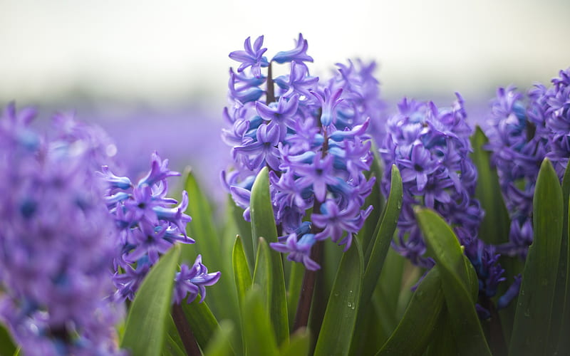 hyacinths, purple flowers, spring, wildflowers, macro, bloom, spring flowers, HD wallpaper