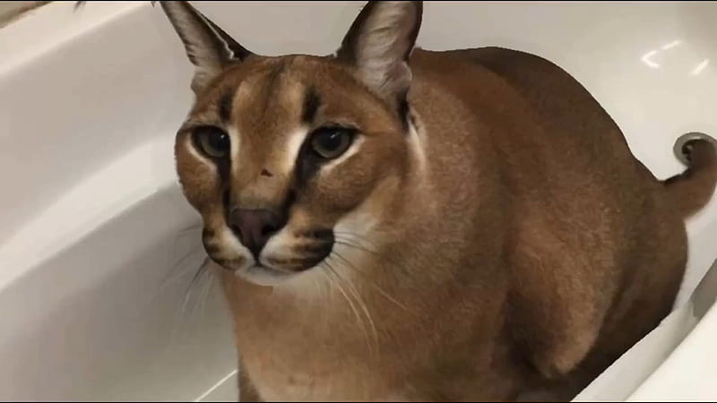 Big Floppa Is Calling Funny Caracal Big Cat Meme Poster