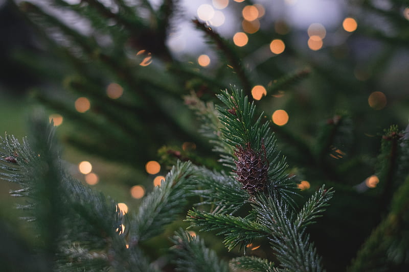 closeup graphy of pine tree with pinecone, HD wallpaper