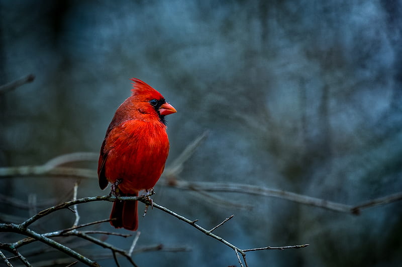 WinterRedCardinal, animals, bird, birds, cardinal, cardinals, winter, HD wallpaper