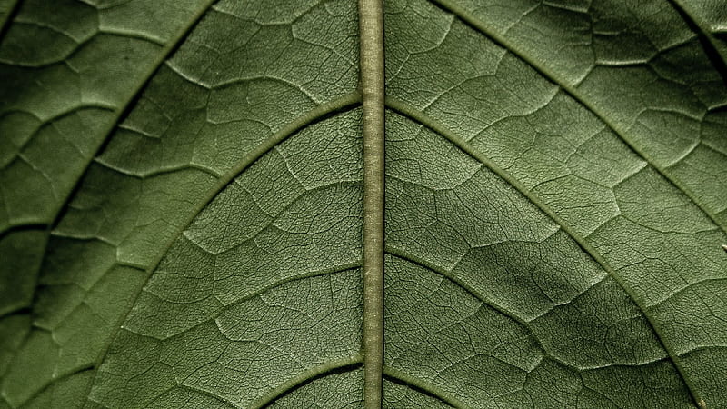 Texture, green, fausto marques, leaf, skin, HD wallpaper