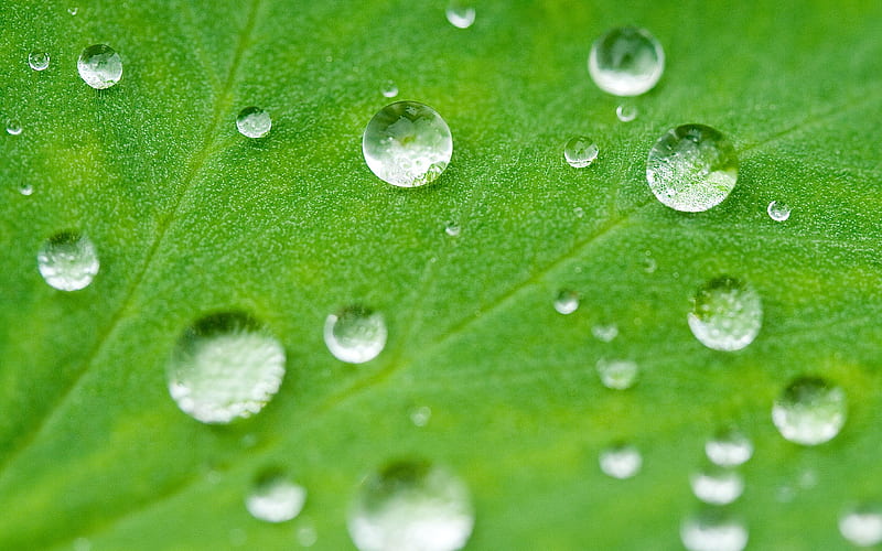 drops of water rolling on a lotus leaf, HD wallpaper