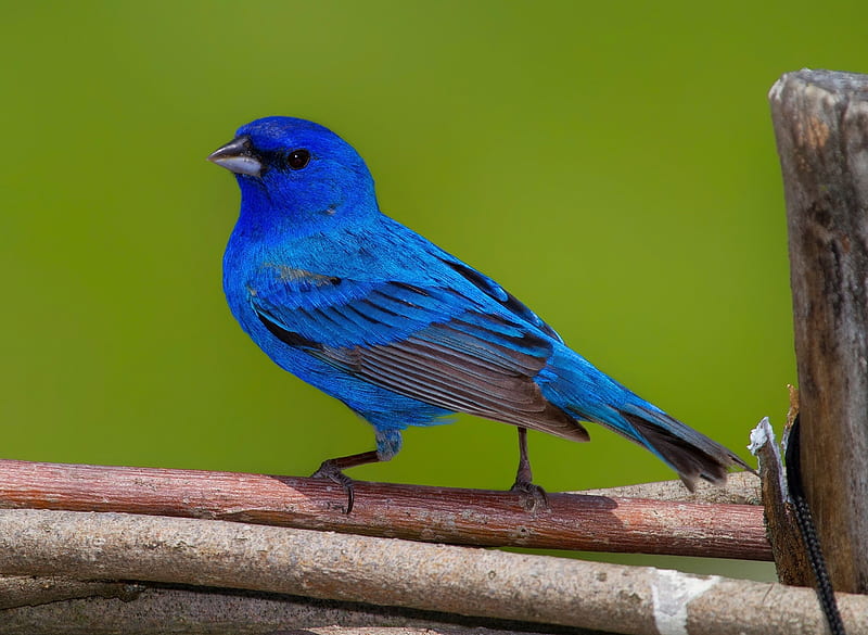 INDIGO BUNTING, WINGS, FEATHERS, BLUE, PERCH, HD wallpaper