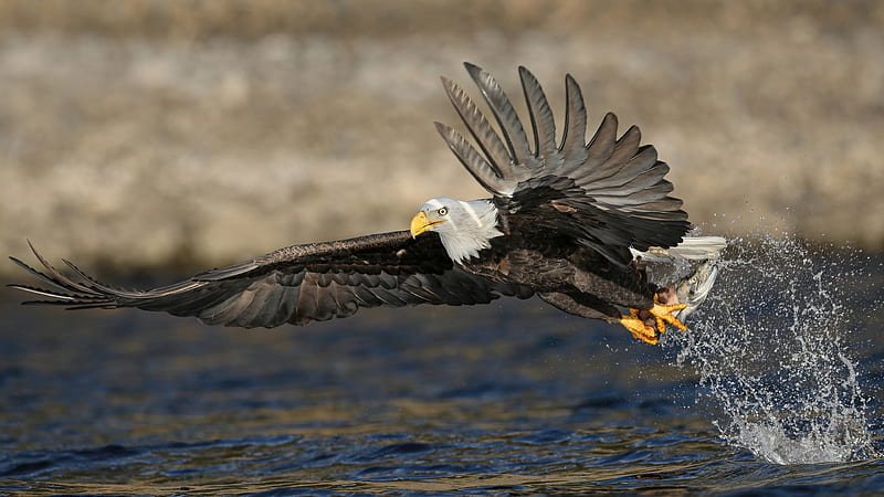 Eagle Is Trying To Catch Fish On Water Birds, HD wallpaper