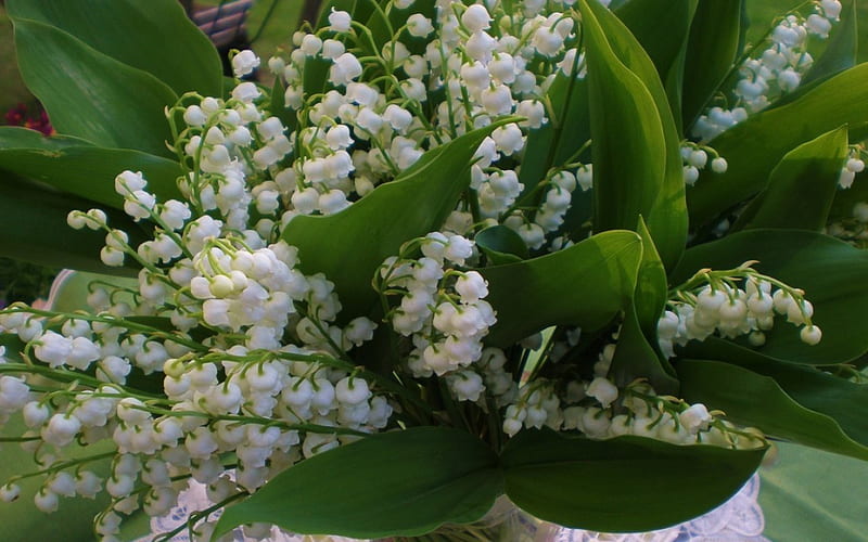 Fragrant Flowers, lily of the valley, white flowers, spring flowers ...