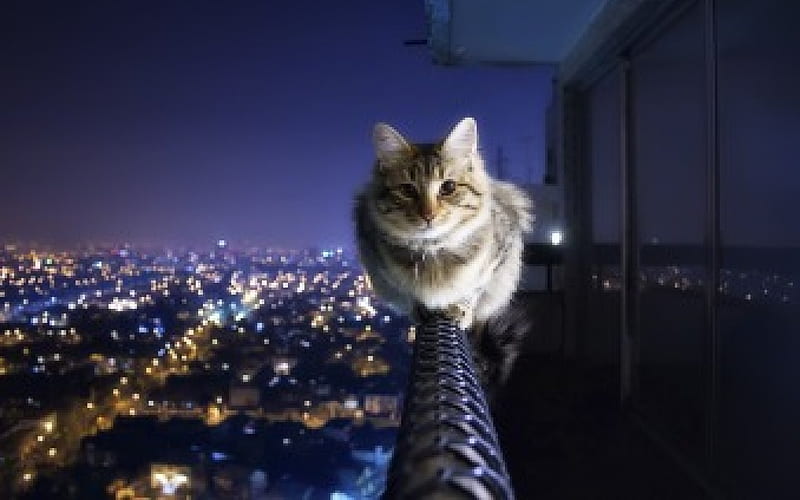 Cute Kat, building, furry, cute, fluffy, cat, lights, animal, HD wallpaper