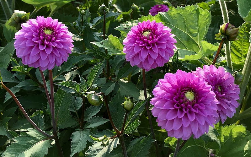 Dahlias, Latvia, purple, flowers, HD wallpaper