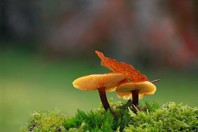 Mushrooms, autumn, green, orange, mushroom, leaf, HD wallpaper