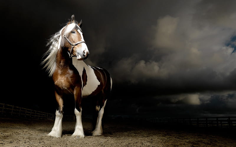 Horse, mane, harness, patches, HD wallpaper