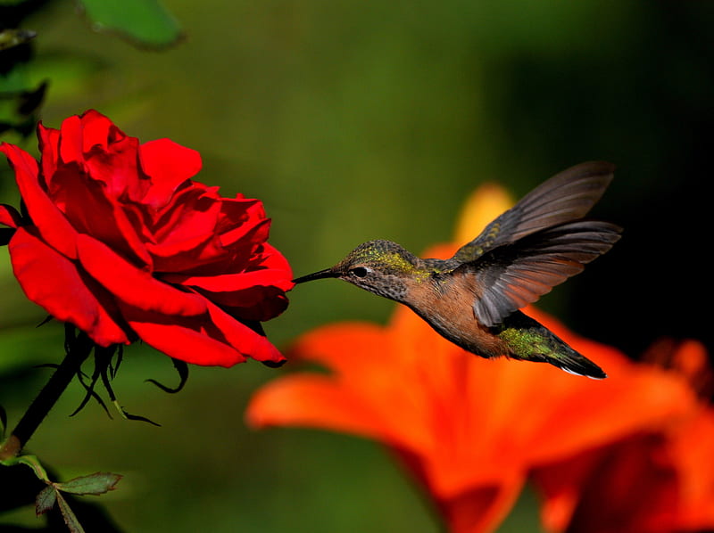 HUMMING IN RED, ROSE, DEF, BIRD, HUMMING, HIGH, RED, HD wallpaper