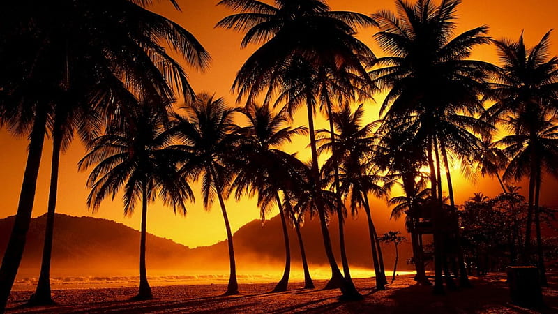Palms at sunset, beach, nature, ocean, people, HD wallpaper