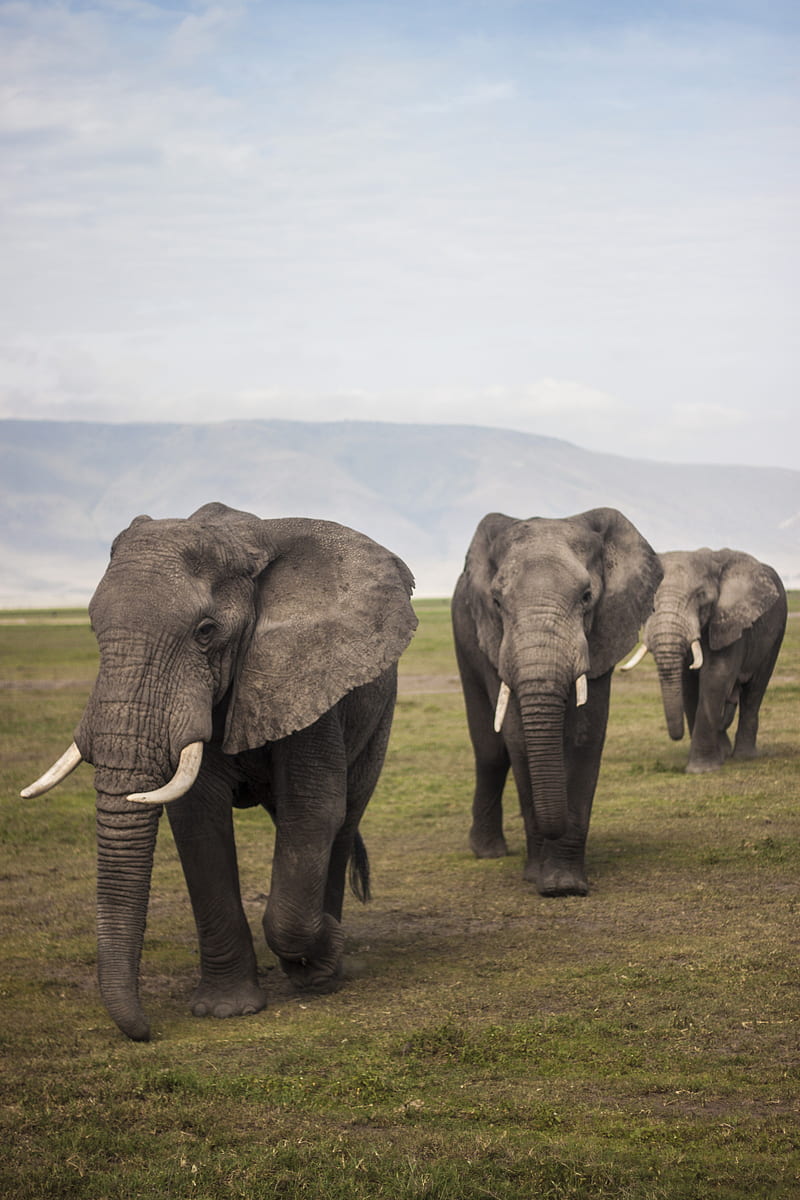 three elephants walking on grass field during day, HD phone wallpaper