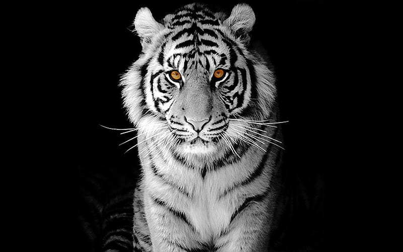 Tiger, tigers, eyes, brown, animals, HD wallpaper