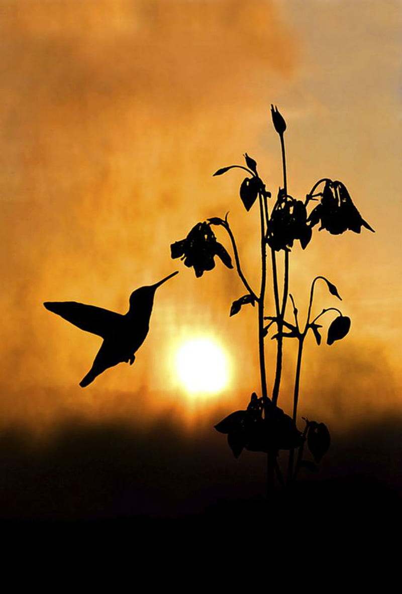 Hummingbird, bird, flowers, pollinate, flying, silhouette, sun, orange, HD phone wallpaper