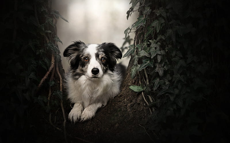 Border Collie, forest, pets, cute animals, tree, black border collie, dogs, bokeh, Border Collie Dog, HD wallpaper