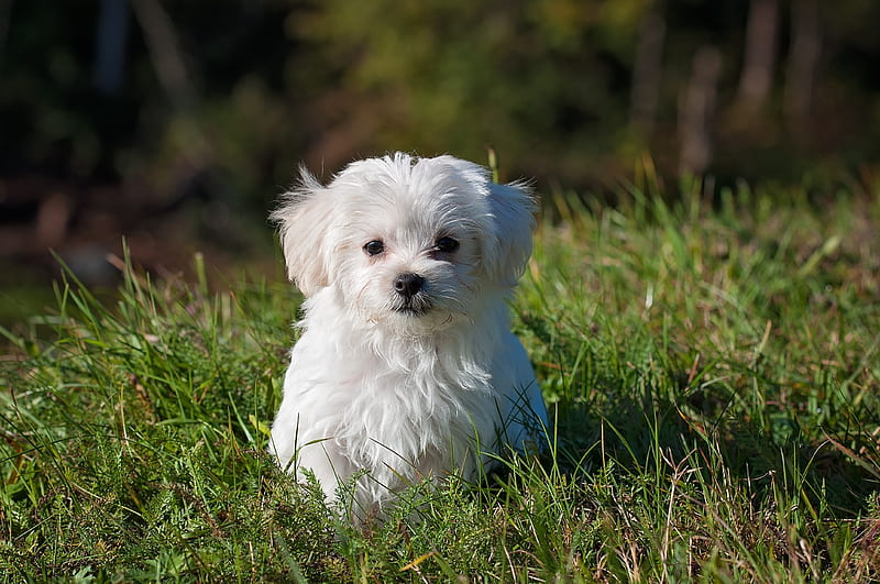 Pretty Maltese Dog, white, silky, terrier, maltese, grass, nature, outdoor, HD wallpaper