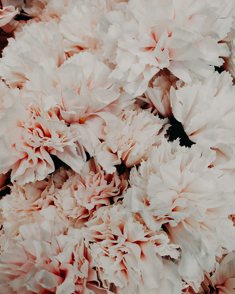 flowers, pink, bouquet, petals, closeup, HD phone wallpaper
