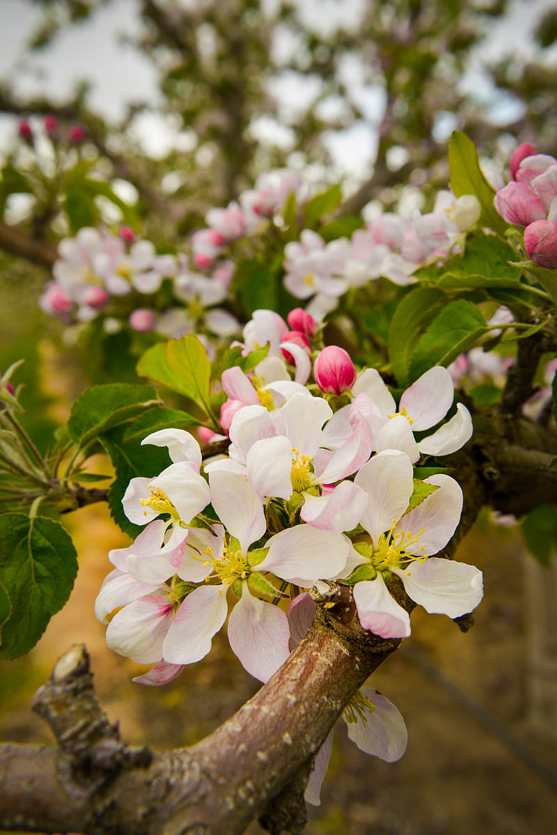apple tree, flowers, petals, branches, leaves, spring, HD phone wallpaper