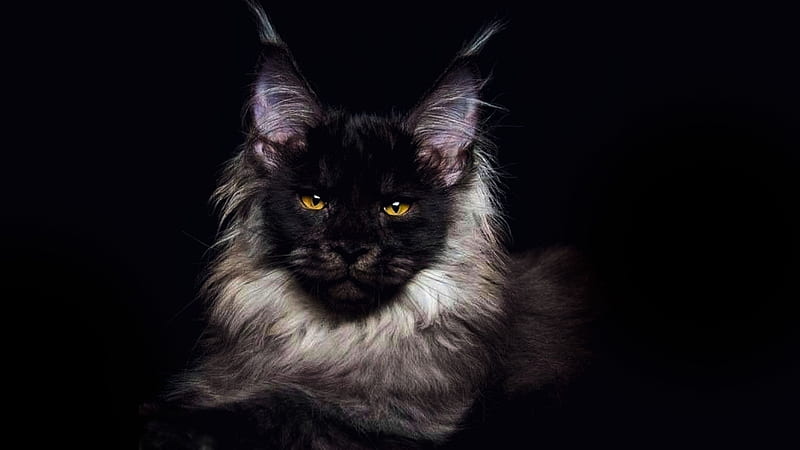 Cat, black, pisici, maine coon, white, HD wallpaper