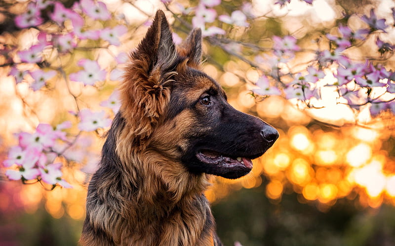 German Shepherd, spring, dogs, pets, bokeh, cute animals, German Shepherd Dog, HD wallpaper