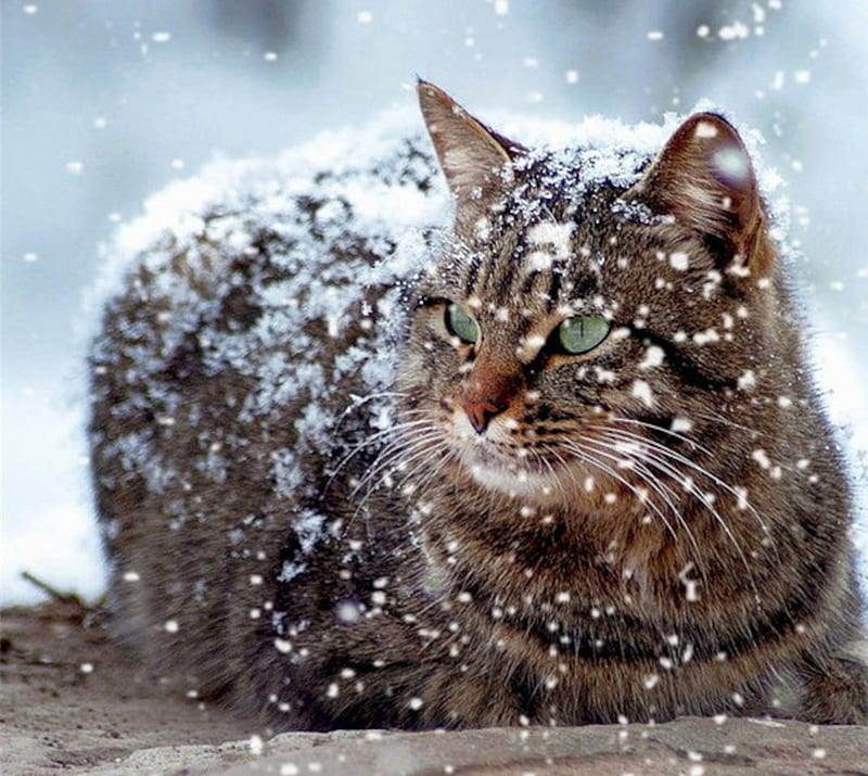 Winter Cat, snow, cat, kitten, animal, winter, HD wallpaper