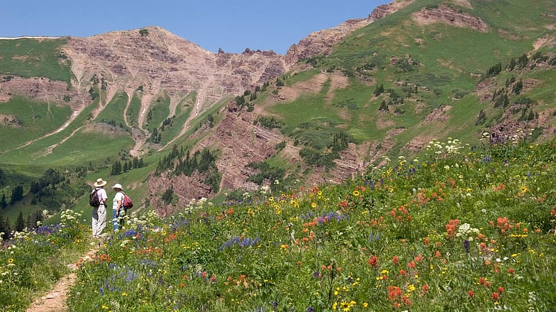 Crested Butte Wildflowers, Colorrado, plants, landscape, mountains, rocks, usa, HD wallpaper