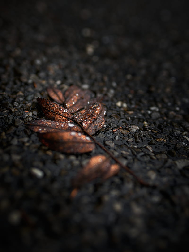 leaf, drops, macro, wet, brown, HD phone wallpaper
