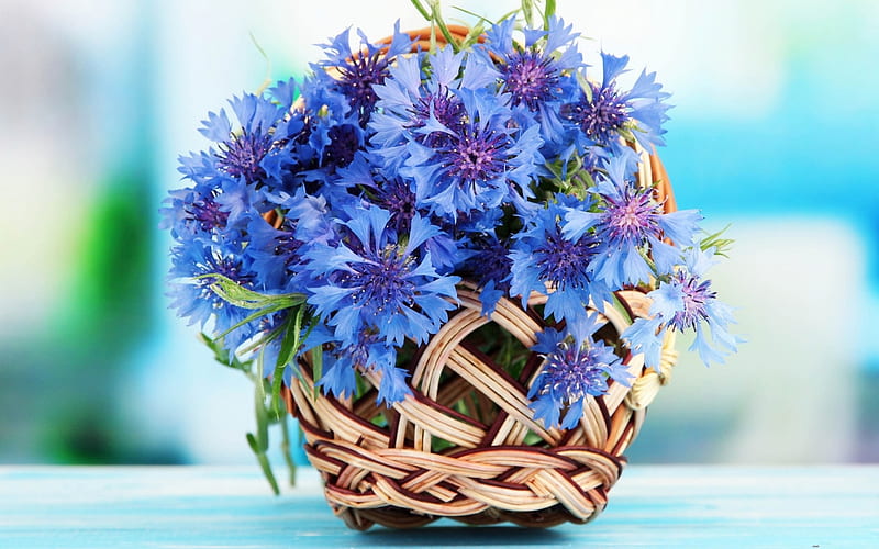 Man Made, Flower, Basket, Blue Flower, Cornflower, Wicker, HD wallpaper