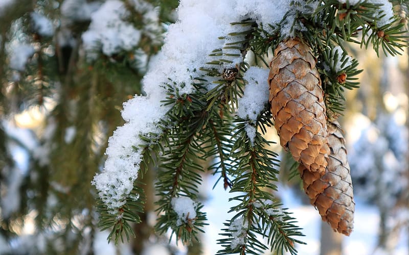 Fir Cones, Latvia, spruce, cones, snow, HD wallpaper
