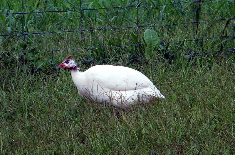 White Feathered Guinea, guinea, fowl, albino, animals, HD wallpaper