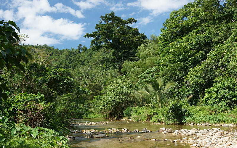 Lush Jungle River Bed, green, creeks, jungle, nature, forests, trees, rivers, HD wallpaper