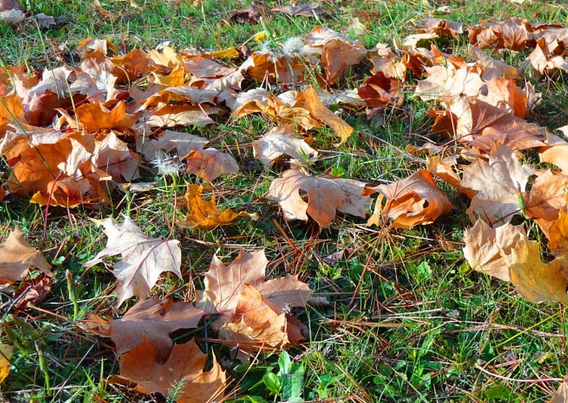 Autumn Magic, fallen, leafes, autumn grasses, magic, HD wallpaper