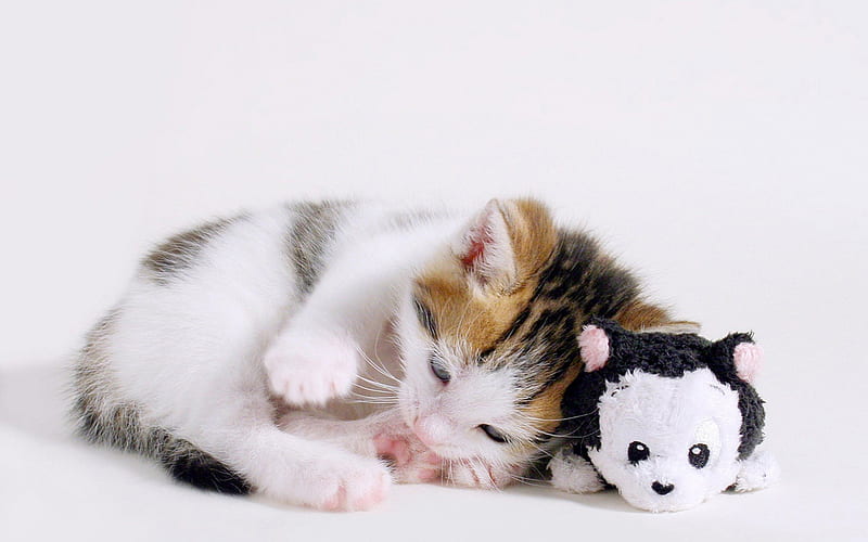 cute kitten & panda toy, pretty, wonderful, stunning, marvellous, bonito, adorable animal, sweet, nice, outstanding animals, super, amazing, fantastic, kitty, kittens, toy, cat, cute, skyphoenixx1, awesome, cute kitten and panda toy, great, cats, kitten, HD wallpaper