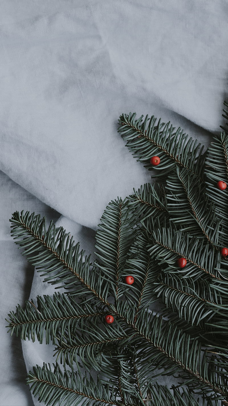 spruce , branch, rowan, winter, texture, HD phone wallpaper