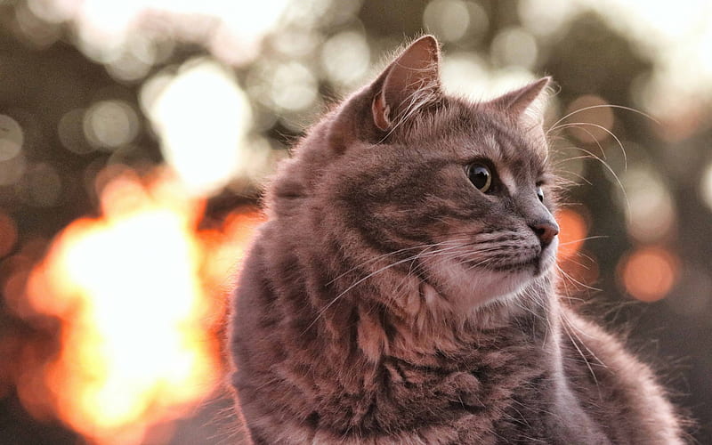 gray fluffy cat, sunset, domestic cat, bokeh, breed of fluffy cats, HD wallpaper