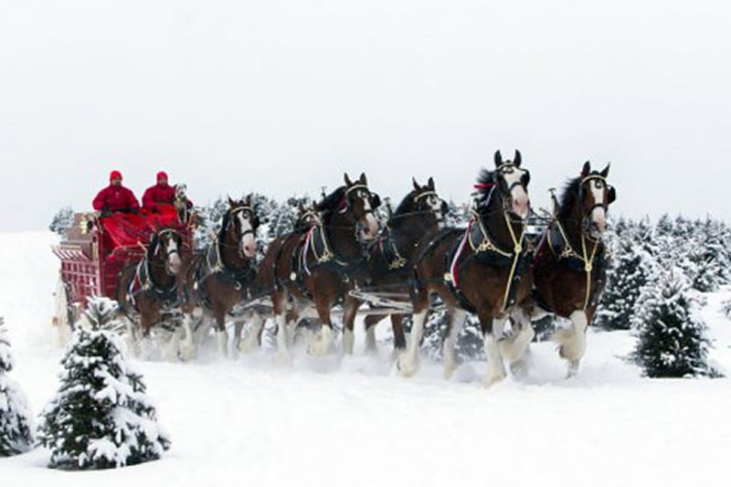 Budweiser-Clydesdales, Spitfire, DeSota, Ford, Chimo, HD wallpaper