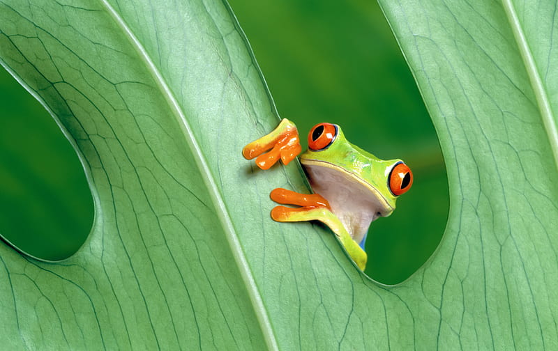 Frog, green, HD wallpaper