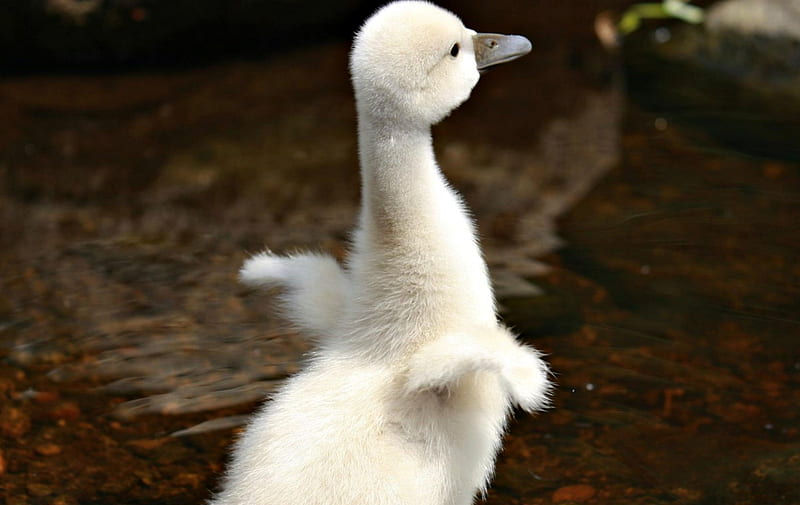 I have wings!, cute, bird, white, swan, baby, HD wallpaper