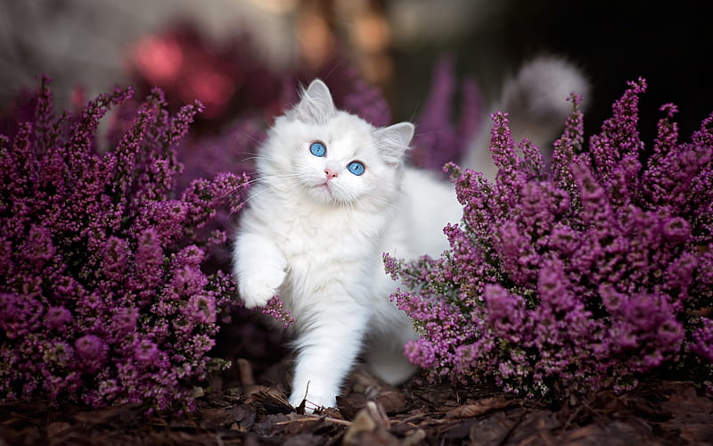 Ragdoll Cat, flowers, denectic cat, kitten, white ragdoll, cute animals, blue eyes, cats, pets, Ragdoll, HD wallpaper