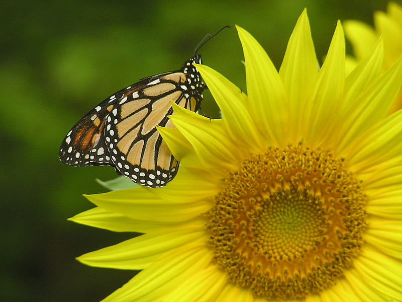 Wings on the sun, yello, butterfly, orange, black, sunflower, white, HD ...